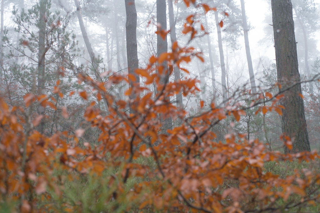 Brown leaves, fog