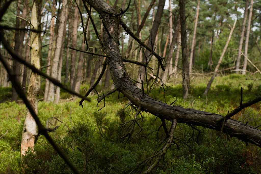 Photo Joeri van Veen 2010