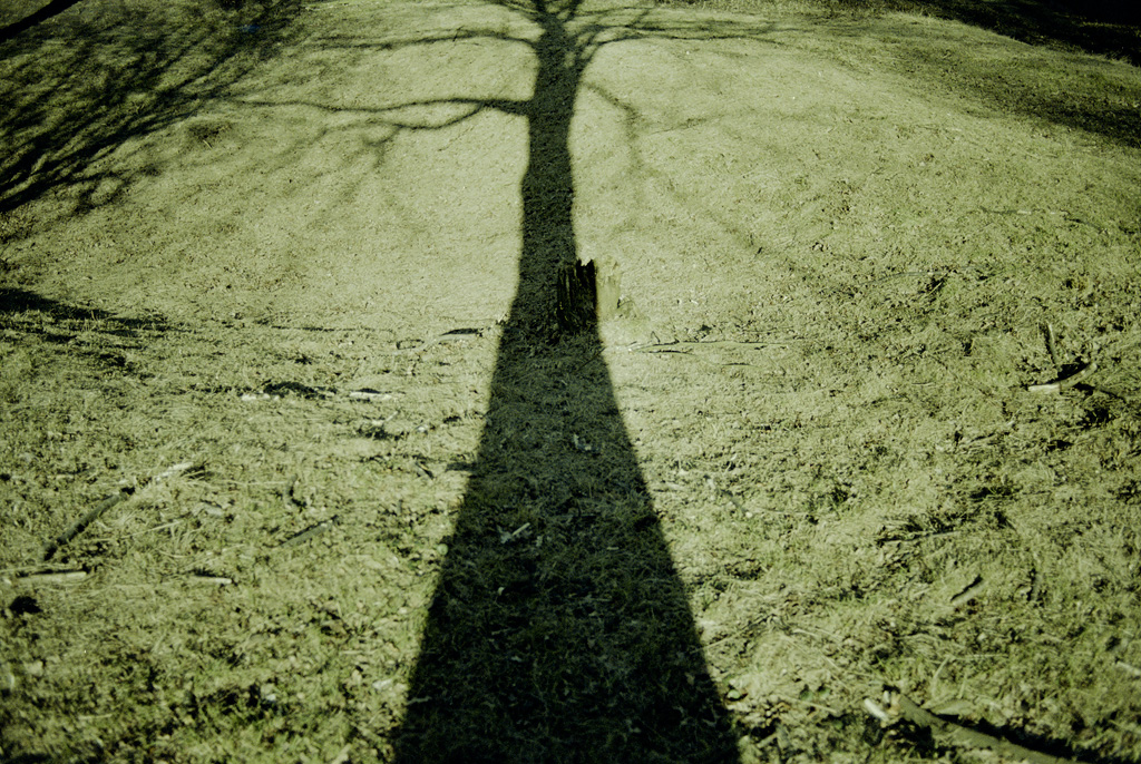 Shadow of a tree