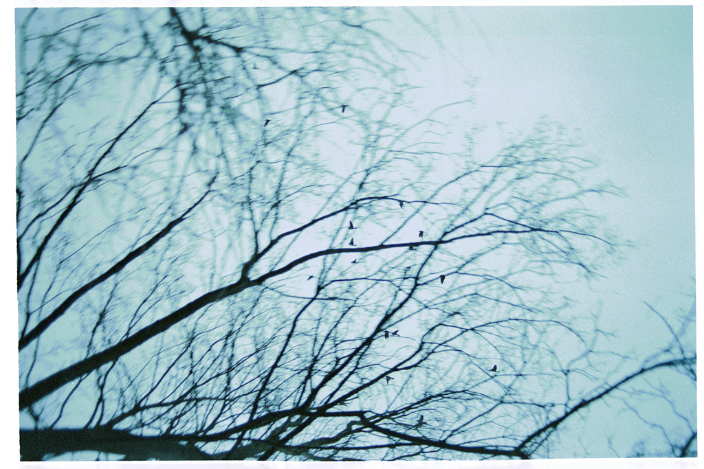 Branches 1