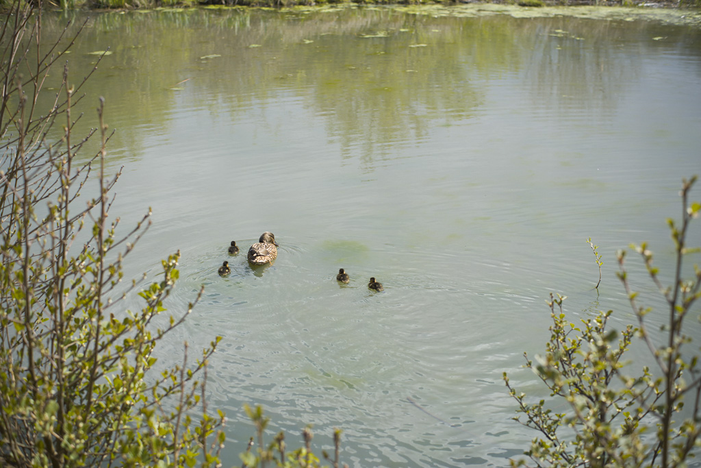 Ducklings with their mom