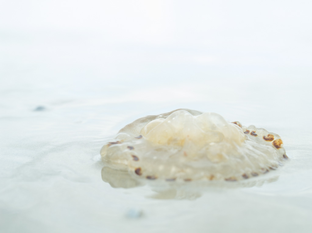 Jellyfish on the beach
