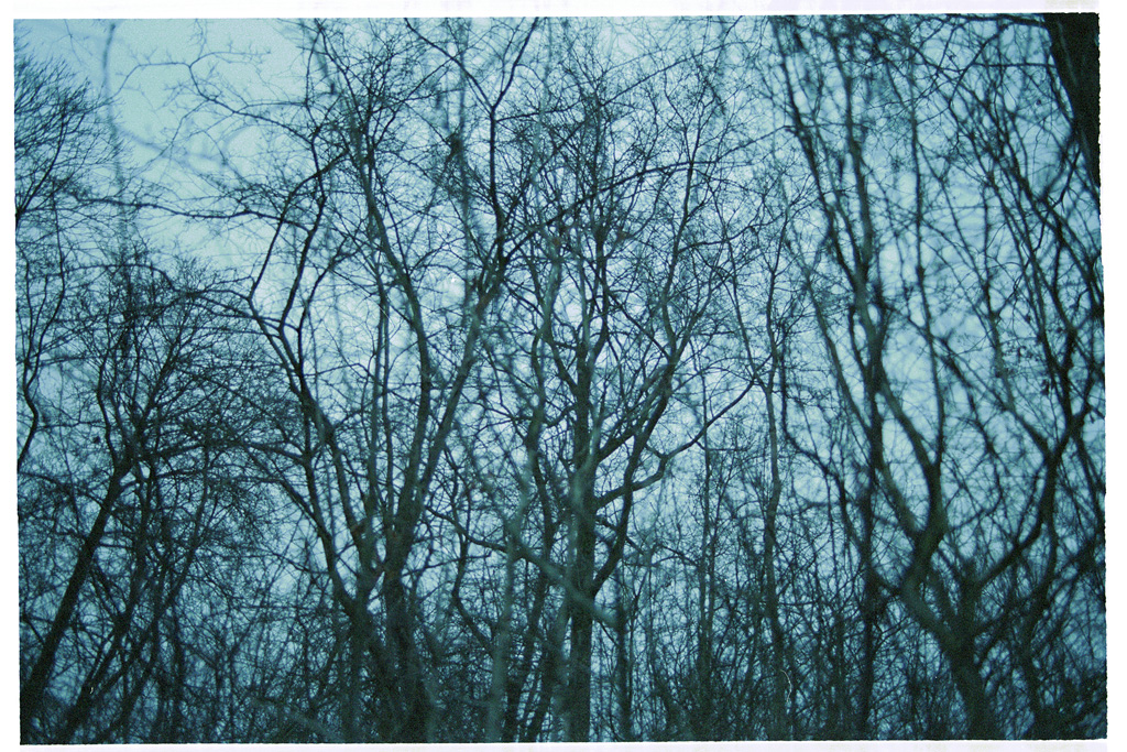 Untitled (branches)