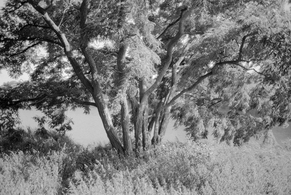 Tree near Naarden Vesting