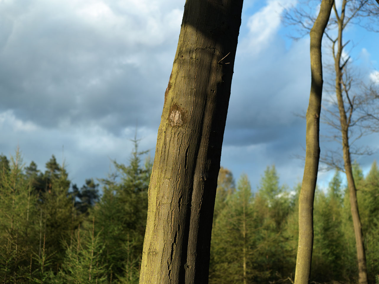 Veluwe - photo Joeri van Veen 2017