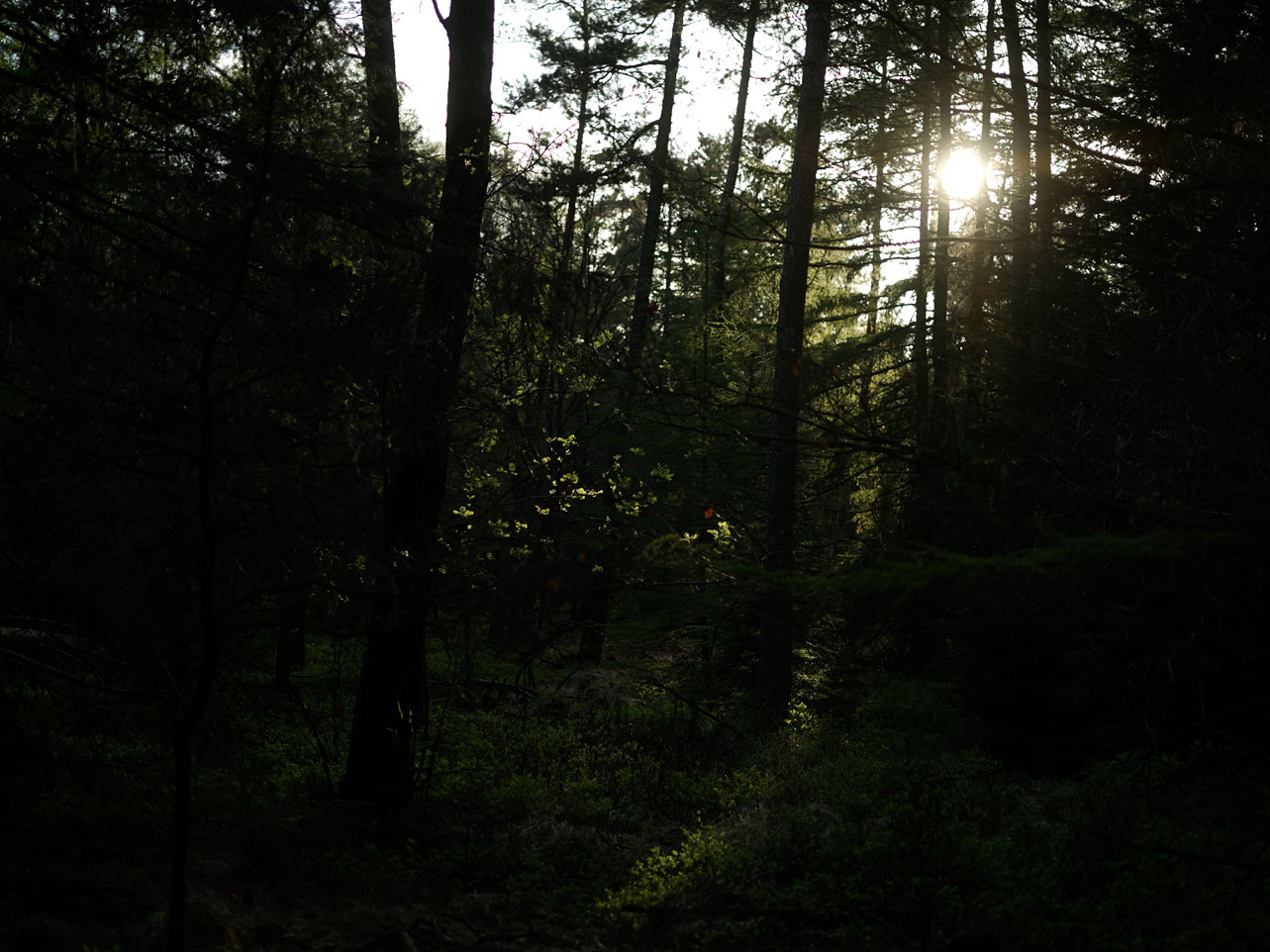 Veluwe - photo Joeri van Veen 2017