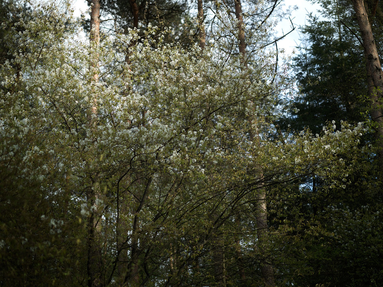 Veluwe - photo Joeri van Veen 2017