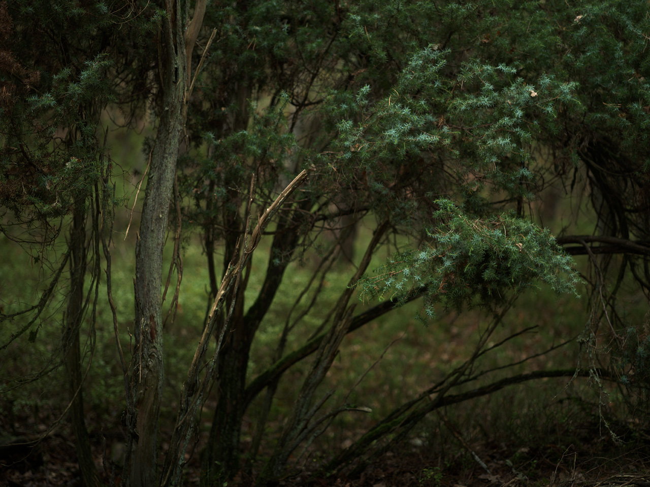 Veluwe forest