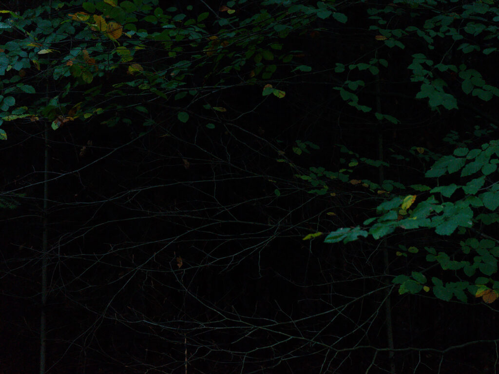 Soest dark forest