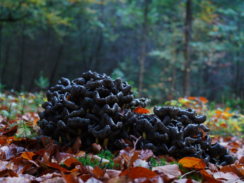 Decaying mushrooms in a dark and rainy forest.